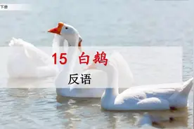四年级下册语文《白鹅》课文讲解视频封面