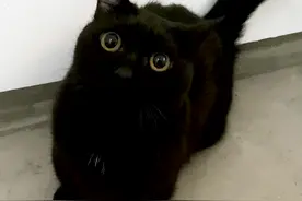 一不小心栗子又变成白猫了😅@抖音短视频 #黑猫 #抖音动物图鉴 #曼基康矮脚猫视频封面