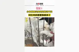 泪目！小狗崽被卖狗妈妈躁动不安 叼住鸡肉想要换回孩子视频封面