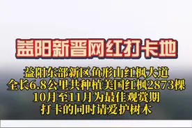 #益阳 新晋网红地，东部新区红枫大道，火红的枫叶，你来打卡了吗？视频封面
