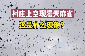 村庄惊现成群麻雀，引村民质疑。视频封面