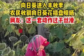 向日葵进入丰收季 农民收割向日葵花插盘晾晒 网友：这一套动作过于丝滑