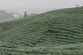 采茶工资又涨了，辛苦管理一年的茶园也不知道今年能赚多少钱？视频封面