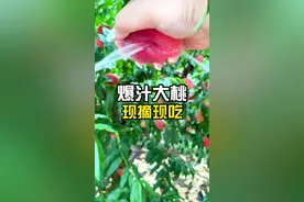 甜！贼甜！自从去年来摘了🍑 着就成了我每年夏天的必打卡了！#平谷大桃 #亲子采摘 #抖音助农 #跟着抖音来探店 #抖音搜索流量来了视频封面