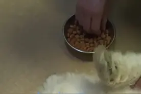 #一定要看到最后 #宠物医院的那些事 #宠物 #内容过于真实 日常犬尿道结石，法斗瘫痪。视频封面
