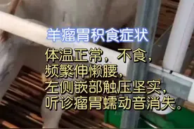 @抖音短视频 #养羊#羊#热门你遇到羊瘤胃积食该咋办视频封面
