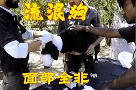 流浪狗小黑脸部伤的很重！半张脸被蛆虫吃掉！毁成了不成样视频封面