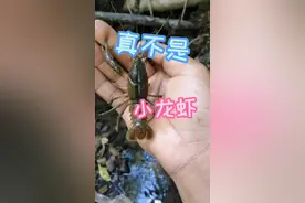 可千万别拿它当小龙虾，这个叫蝲蛄。#户外 #涨知识 #东北 #科普 #小龙虾 