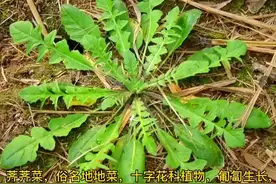 植物百科第四集：荠荠菜，富含氨基酸，味道鲜美，清脆柔嫩视频封面