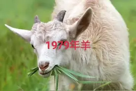 1979年的羊，最过十已五十三岁了，#回不去的青春留不住的岁月视频封面