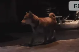 神犬小八的传奇故事，持续更新。     互关互赞，年入百万#上热门