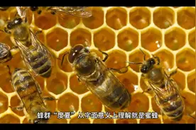 何为蜜蜂度夏，蜜蜂度夏不一定全都是停产