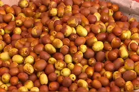 乐陵金丝小枣，历史悠久，千年传承，被列为德州三宝之一，倍受..视频封面