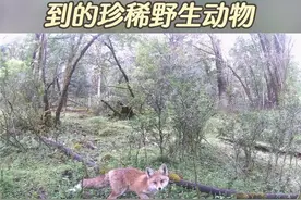 昆明植物研究所丽江生物多样性国家站/丽江高山植物园联合玉龙雪山省级自然保护区管护局先后在丽江高山植物园核心区海拔2900-3300米和云杉坪25公顷暗针叶林监测样地周围内布设80余台红外相机。2022年红外相机监测到了野生动物30余种，其中新拍摄到的物种有潜鸭（极危物种）、白马鸡丽江亚种（近危物种）、赤狐（国家二级保护动物）、猕猴（国家二级保护动物）。（丽江热线）视频封面