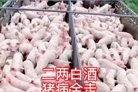 用白酒帮助母猪快速退烧，学起来！！#养猪#养猪技术#农村@抖音短视频视频封面