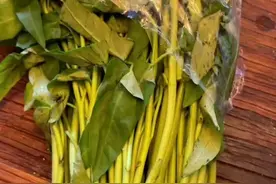 美国空心菜太贵了，自己种一把就能一个季度吃到你腻，真是方便又划算#玫瑰姐姐的菜园 #玫瑰姐姐 #种菜