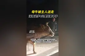 舐犊情深，万物皆有灵！母牛被送走，深夜徒步4公里回家寻子！视频封面
