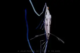 转发一个潜水摄影大佬张帆拍的丝鲹幼鱼视频视频封面