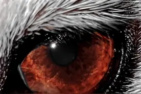 当你拥有一只异瞳的哈士奇就等于有了两只哈士奇#哈士奇 #抖音动物图鉴 #二哈