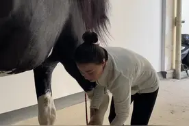 马儿钉蹄到底痛不痛#马 #宠物美容 #尼寇是匹马视频封面