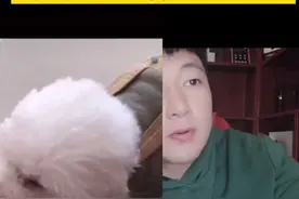 狗狗总是喘咋办？狗狗喘的厉害咋办？#抖音小助手 #宠物医生 #狗狗视频封面