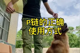 你使用P链的方法正确嘛？#狗狗#萌宠#宠物#狗狗故事视频封面