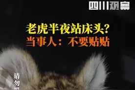 2月13日河南濮阳，#女子房间凌晨惊现小脑斧？ 原来是6个月大的老虎生病了，求饲养员贴贴……