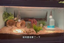 给第二批孵化的芦丁鸡笼造景#芦丁鸡