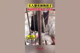 万物皆有灵性！狗主人要卖掉狗崽时，狗妈妈呜咽不止。狗主人：试图拿最爱吃的鸡翅换回孩子。视频封面