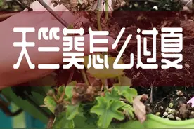 夏天到了 教你怎么让天竺葵平安度夏@DOU+上热门#爱生活爱养花 #花卉基地 #天竺葵度夏 视频封面