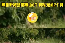 二师兄快跑！陕西野猪禁猎期由8个月缩短至2个月。视频封面