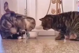 两只猫给某些人深深的上了一课，感动瞬间。视频封面
