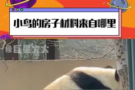#小鸟 的房子材料来自哪里呢？看完我真的会笑...咋笋成这样呐！#动物 #搞笑 #娱乐评论大赏 视频封面