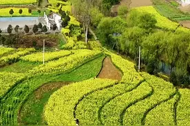 #航拍黔西 #最美油菜花海 又到了这个村庄最美的季节，错过再等一年#黔西洪水 #解放村 #柳岸水乡视频封面