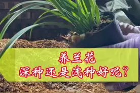 兰花深种好还是浅种好呢？#兰花#兰花养护 #兰花种植 #花卉养护 #花卉绿植养护技巧 #一花一世界视频封面