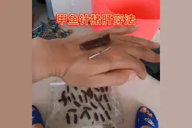 #针钓甲鱼如何穿猪肝 #猪肝钓甲鱼#针钓甲鱼  猪肝挂针 方法