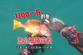 spearfishing自由潜水渔猎。1300多一斤的石蚌鱼被鱼佬涛捕获。