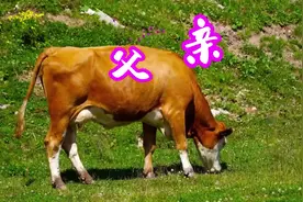 《父亲》是儿登天的梯 父亲是那拉车的牛 唱尽了父亲的心酸