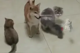 仨月大柴犬叼逗猫棒撩猫。网友：谁不爱撸猫呢视频封面