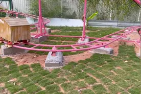 胖柴犬:吓得我虎躯一震#柴犬在哪儿买 #柴犬买家秀 #柴犬犬舍