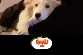 把我带回家 我用颜值搞定她！#真香 #家长不让养狗 #大型真香现场 #狗 #边牧 #家圆团圆过大年 #vlog视频封面