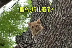 #我的公益进行时 小猫咪爬树抓鸟，怎么下不来了？#上海流浪猫视频封面