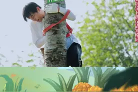 #彭昱畅摘椰子 在树上挂了整整一周，彭彭终于摘椰归来！掌声在哪里？