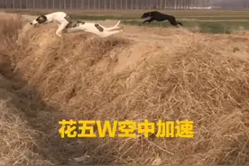 花五W展示空中加速#猎兔犬猎兔犬 #细狗 #格力犬 #灵缇