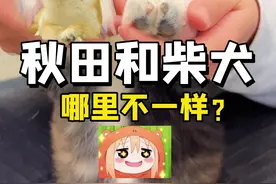 😂还有朋友分不清秋田犬和柴犬吗？#萌宠出道计划 #日本大阪 #虎斑秋田犬 视频封面