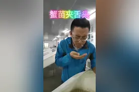 蟹苗捕捞季，又被夹舌头，猴哥你长点儿心吧#乡村味道 #新农人计划2021 #辽宁热门榜 @李晓东视频封面