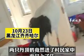 丹顶鹤进屋赖在村民家中床上不愿走，网友表示这是福气来了视频封面