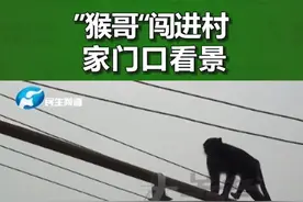 河南洛阳，4只猴子闯进村庄，引来众多村民观景#一猴子闯进村民家中引担忧 #猴子 #河南dou知道 视频封面