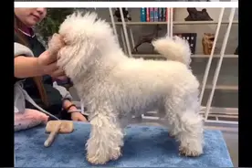 贵宾犬洗澡后的拉毛方法，修剪的努力和拉毛息息相关