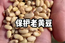 你见过这种扁小的肾形黄豆吗？它是古老的品种，需要我们保护。#和我一起保护老品种吧 视频封面